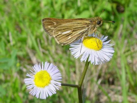 Salt Marsh Skipper Gtm Research Reserve Butterfly Guide Inaturalist