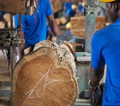 Top Quality Afromosia Wood For Sale At Wholesale Price