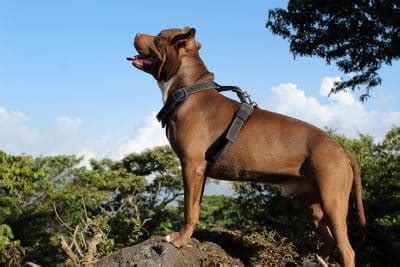 Os Cachorros Mais Perigosos E Bravos Do Mundo