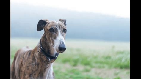 Greyhound | Dog Breed Info, Guide & Care