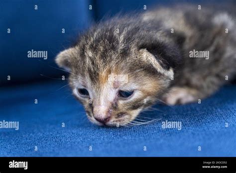 Newborn Dark Grey Tabby Cat Kitten Concept Half Open Eyes Newborn Cat Is Laying Down Cute