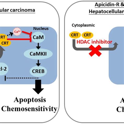 Mechanism Of Crt Mediated Chemosensitivity In Hcc Cells Via Nucleus