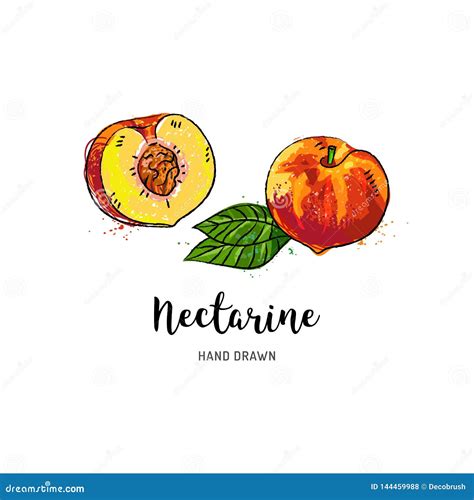 Dibujo De La Fruta De La Nectarina Media Nectarina Con El Hueso