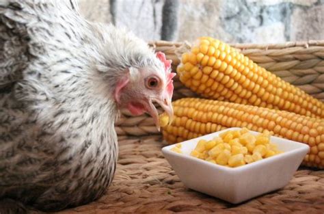 Can Chickens Eat Corn Mistakes To Avoid While Feeding Corn