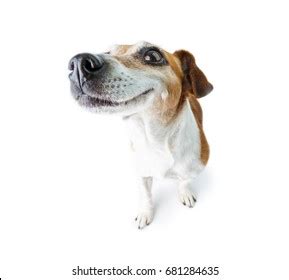 Big Nose Funny Dog Happy Smiling Stock Photo 681284635 | Shutterstock