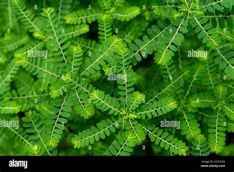 Phyllanthus Amarus Niruri - Phyllanthus niruri herb plant and other name, Seed-under-leaf ...