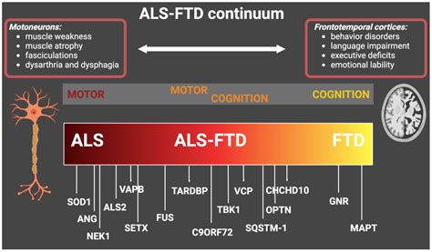 Genes Free Full Text Neuroinflammatory Pathways In The Als Ftd