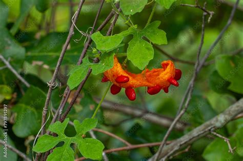 Fruit of the Balsam Apple plant, Momordica balsamina, has burst open ...