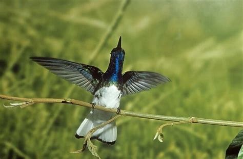 White Necked Jacobin Hummingbird South Mexico To Amazonas