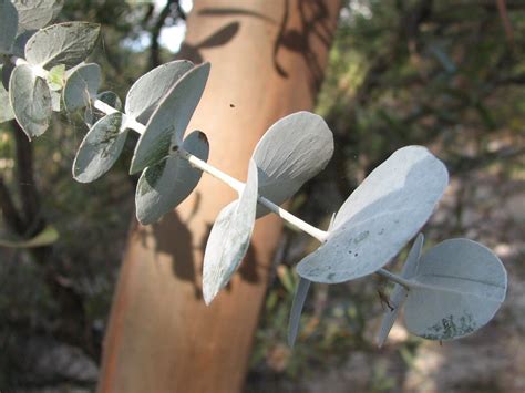 Eucalyptus Seeds From Around The World