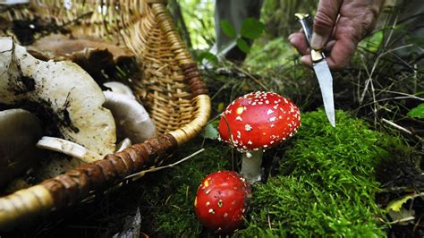 Champignons Comment Bien Les Cueillir