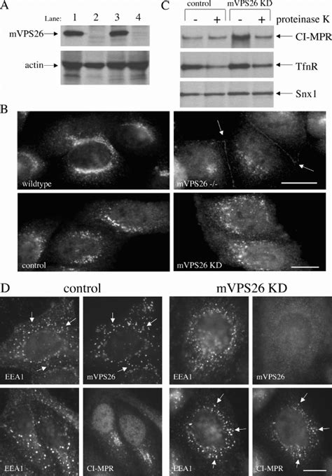 Loss Of MVPS26 Expression Results In Increased Cell Surface CI MPR A