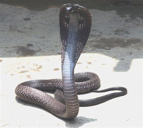 Elapid Snakes (Family Elapidae) · iNaturalist.org