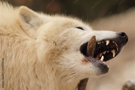 Arctic wolf biting into a branch. A rare american white wolf species in a close up picture ...