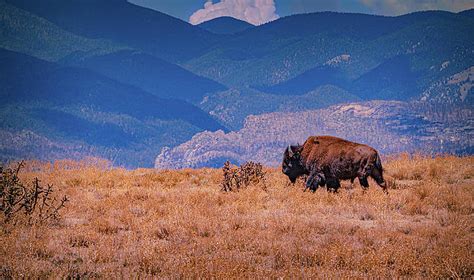 Philmont Art For Sale Fine Art America