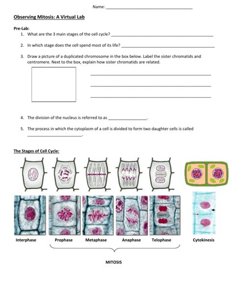 Mitosis Virtual Lab Worksheet Answer Key The Cell Cycle And Cancer