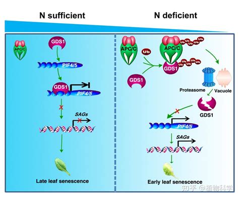 Mol Plant 山东农大王勇课题组揭示gds1调控低氮诱导的叶片衰老并提高植物氮素利用率的分子机制 知乎
