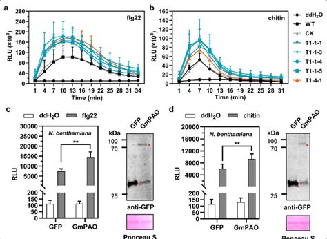 Gmpao Promotes Pamp Flg22 Or Chitin Induced H 2 O 2 Accumulation A