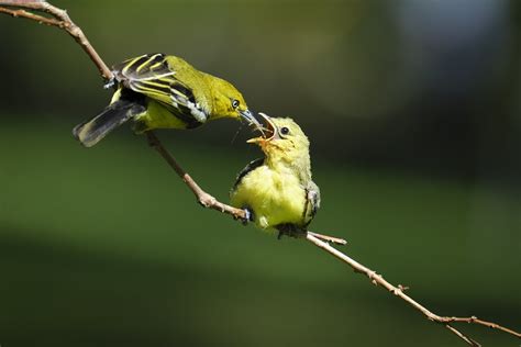 Birds Fledgling Feeding Mother And - Free photo on Pixabay