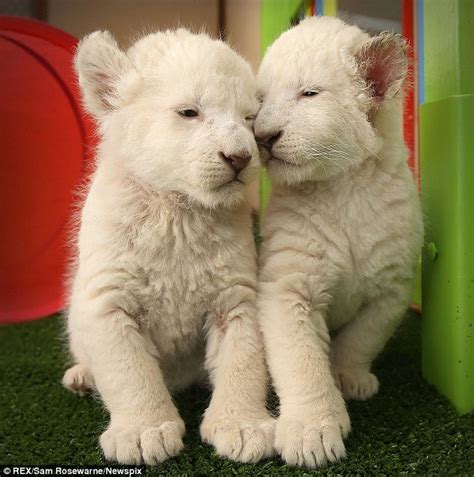 White Lion Cubs | Good Nature Travel Blog