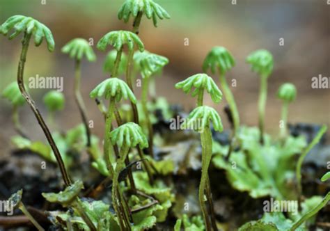 Bio Lab Seedless Plants Flashcards Quizlet