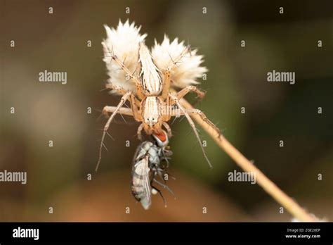 Sataricus Hi Res Stock Photography And Images Alamy