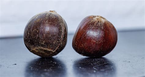 Kineski kesten (Castanea mollissima) - Plantea