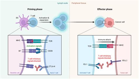 Blockade Of Ctla Or Pd Signaling In Tumor Immunotherapy Biorender