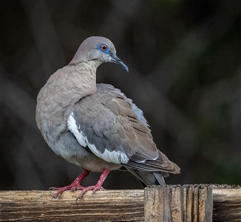 White Winged Dove Owen Deutsch Photography