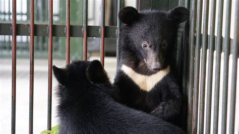 FOUR PAWS Rescues Two Asiatic Black Bear Cubs From The Illegal Wildlife ...