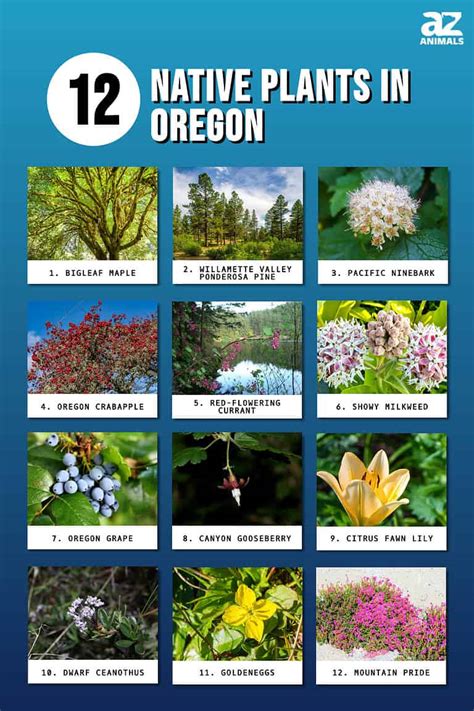 12 Native Plants in Oregon - A-Z Animals