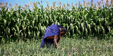 Kajiado Farmers Find Success In Farming In Spite Of Drought Nation