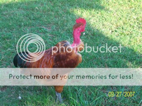 Naked Neck Turken Thread Page Backyard Chickens Learn How To