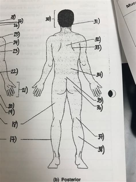 Posterior Body Landmarks Diagram Quizlet