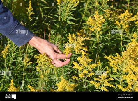 Female hand picking flowers Stock Photo - Alamy