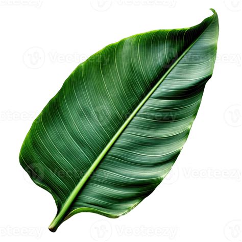 Banana Leaf cutout, AI Generative 33259342 PNG