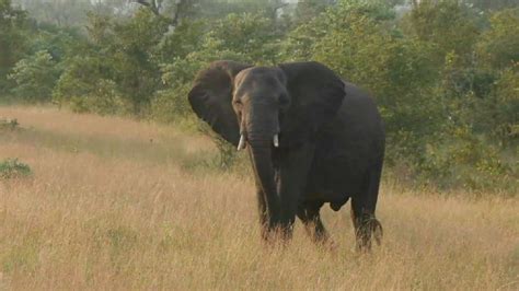 At Least 152 People Died In Wild Elephant Attacks In Tamil Nadu In 3