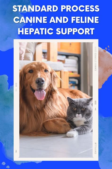 Standard Process Feline Renal System Support Vet Review Kidney Health