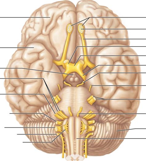 Lab Exam Iv Cranial Nerves Diagram Diagram Quizlet