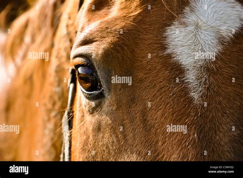 Horse Close Up Head