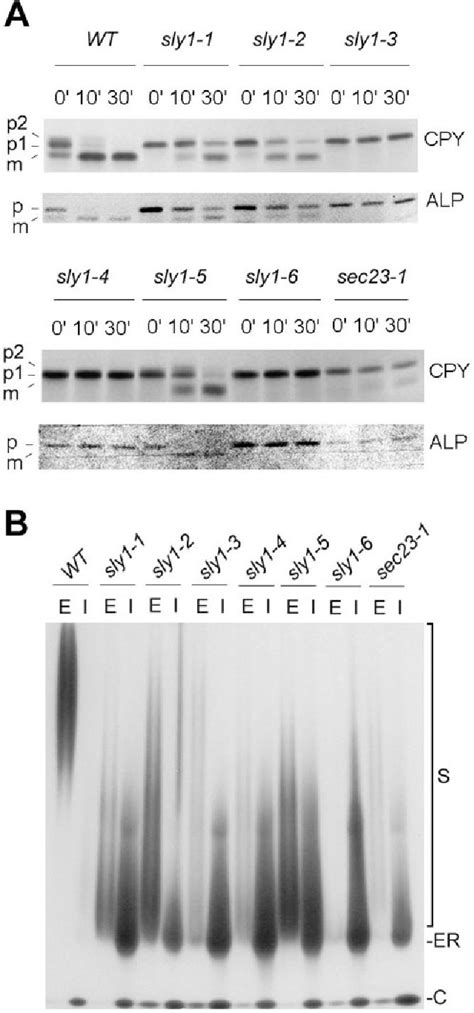 Figure 1 From Structure Based Functional Analysis Reveals A Role For