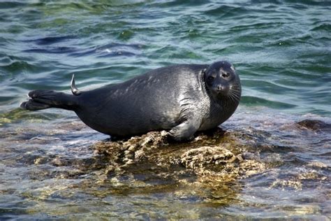 Baikal Seal – "OCEAN TREASURES" Memorial Library