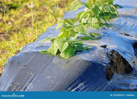 Morangos Recentemente Plantados E água De Conservação Foto de Stock