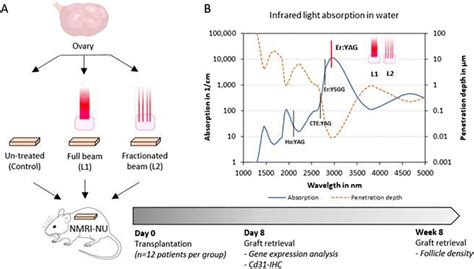 Experimental Design And Mid Infrared Lasers A Frozen Thawed Human