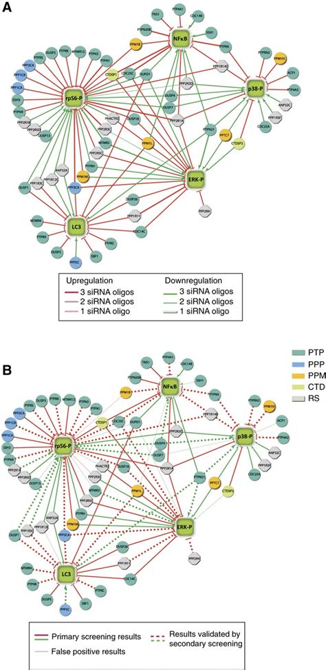 Graphical representation of the siRNA screening results. (A) The ... 