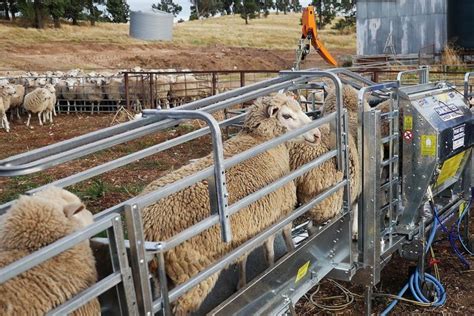 Sheep farming made easy part 8: Sheep handling equipment and ...