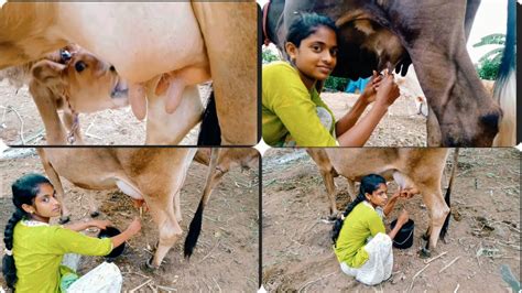 Cow Milking Video Evening Cow