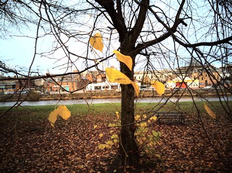 Leaves Protax FHD Dumfries 2021 Bigalid Flickr