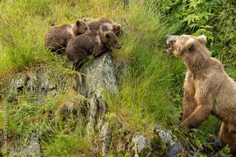 Kodiak Bear Stock Photo | Adobe Stock