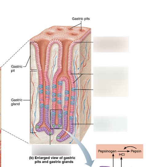 Stomach Cells Diagram | Quizlet